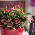 Image of Euphorbia milii