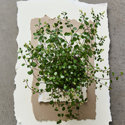 billede af Muehlenbeckia