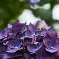 Image of Hydrangea macrophylla
