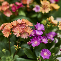 Lewisia Timmermann Image of Lewisia cotyledon