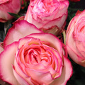 Image of Rosa hybrid