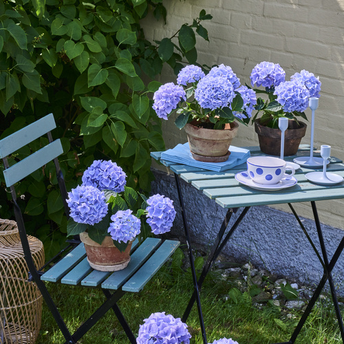 Hydrangea Saxifragaceae (442630)