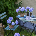 Image of Hydrangea macrophylla