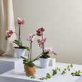 Image of Phalaenopsis hybrid