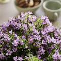 Image of Campanula portenschlagiana