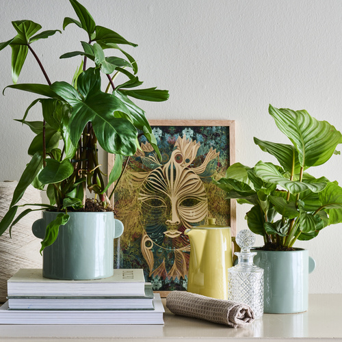 Calathea Marantaceae (442054)