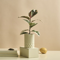 Svend Nielsen Ficus elastica Belize Image of Ficus elastica