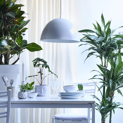 Image of Hedera helix