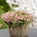 20120515wf9r7642 Image of Diascia barberae