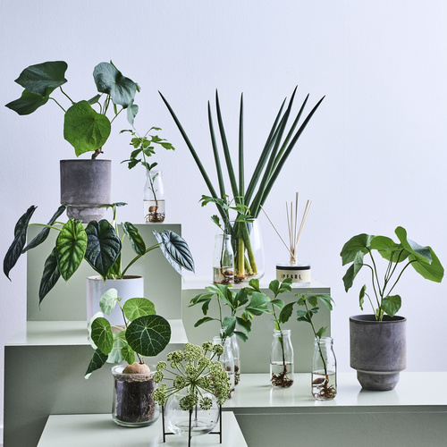 Image of Ginkgo biloba