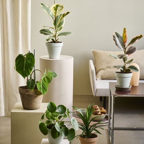Philodendron Araceae (442478)