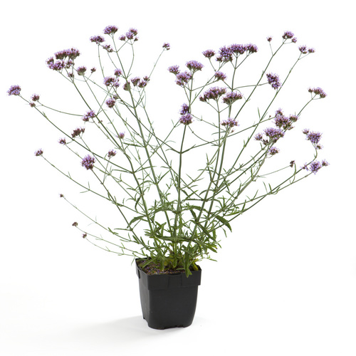 Lillipop Image of Verbena bonariensis