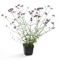 Lillipop Image of Verbena bonariensis