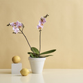 Image of Phalaenopsis hybrid