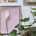 Image of Spathiphyllum wallisii