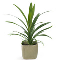 Pandanus_veitchii Image of Pandanus tectorius