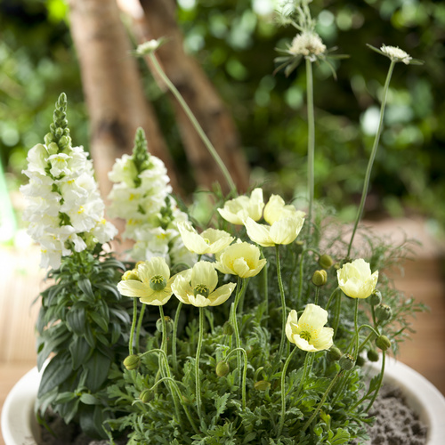 Image of Papaver miyabeanum