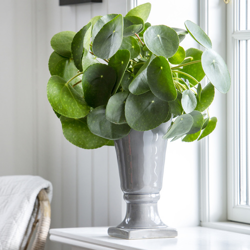 20140922Y61A1327 Image of Pilea peperomioides