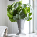 20140922Y61A1327 Image of Pilea peperomioides