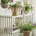Image of Petunia hybrid
