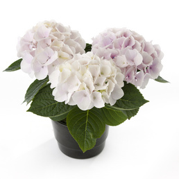 billede af Hydrangea