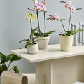 Image of Phalaenopsis hybrid