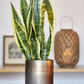 Image of Sansevieria trifasciata