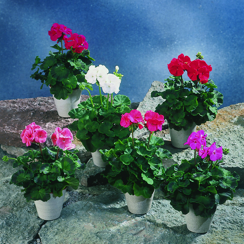 Image of Pelargonium zonale F1