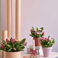Image of Euphorbia milii