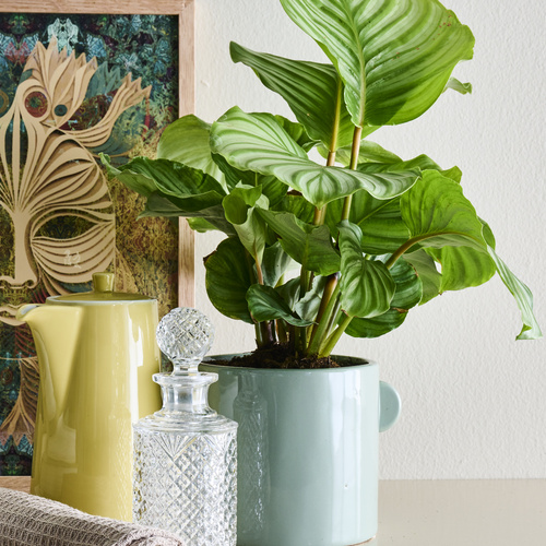 Calathea Marantaceae (442055)