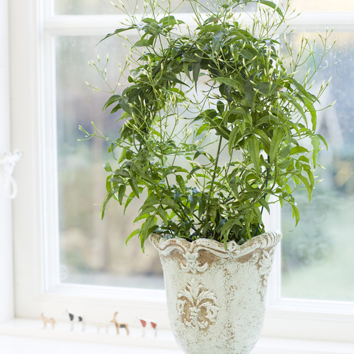 Image of Jasminum polyanthum