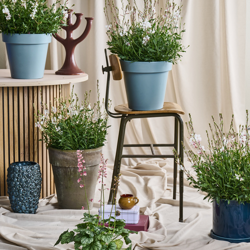 Gaura Onagraceae (442050)