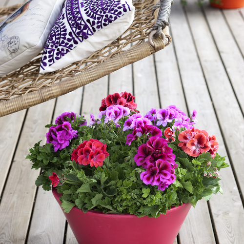 Image of Pelargonium grandiflorum