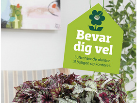 luftrensende planter