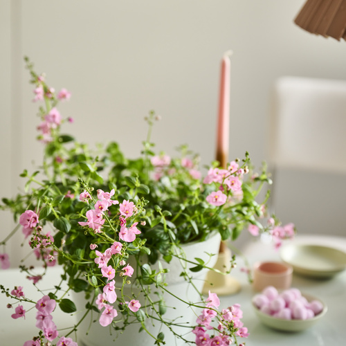 Diascia Scrophulariaceae (442462)