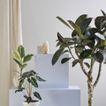 Svend Nielsen Ficus elastica abidjan Image of Ficus elastica
