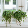 20120614WF9R0037-Peperomia Prostrata Image of Peperomia prostrata