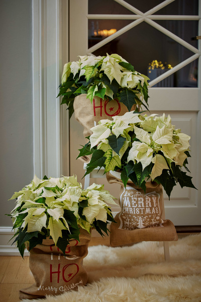 Julestjerne_Floradania_SfE