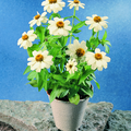 1127a-zinnia eleg Image of Zinnia elegans
