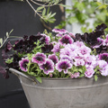 Petunia-213 Image of Petunia hybrid