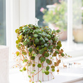 Image of Peperomia pepperspot