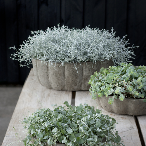 Image of Calocephalus brownii