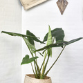 Image of Alocasia zebrina