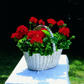 Image of Pelargonium zonale-hybrid