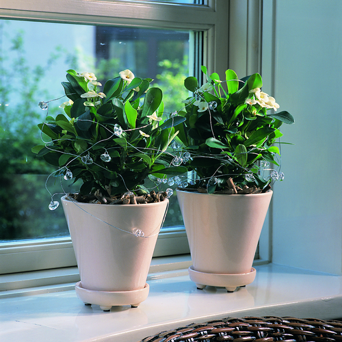 Image of Euphorbia milii