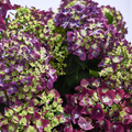 Image of Hydrangea macrophylla