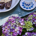 Image of Hydrangea macrophylla