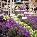 floradania ipm 2011 mg 4674 Image of Campanula haylodgensis