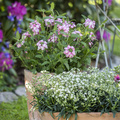 Image of Gypsophila paniculata