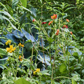 Image of Geum urbanum